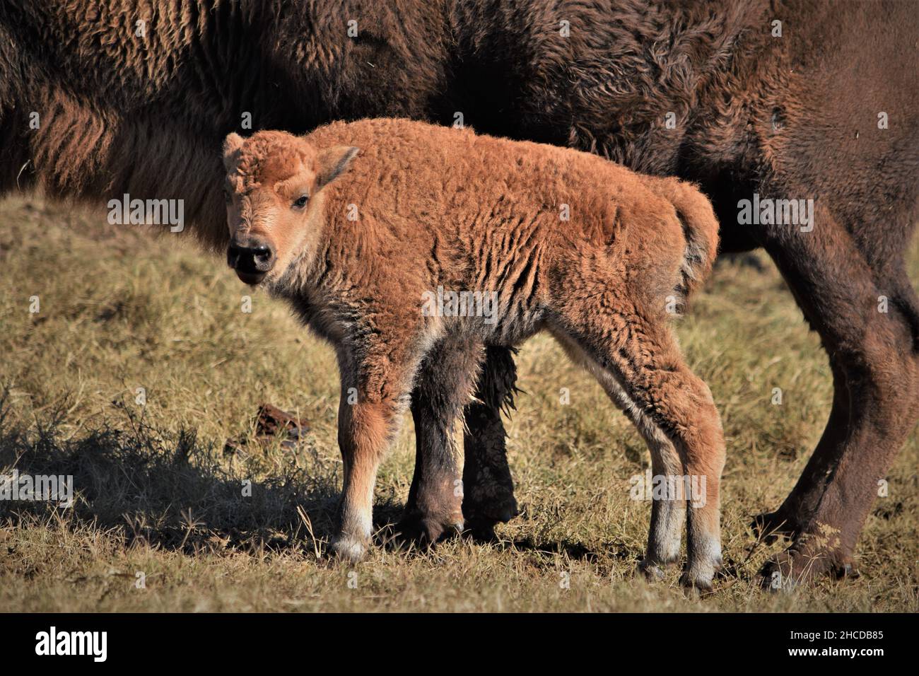 American Bison Newborn, One Day Old Stock Photo