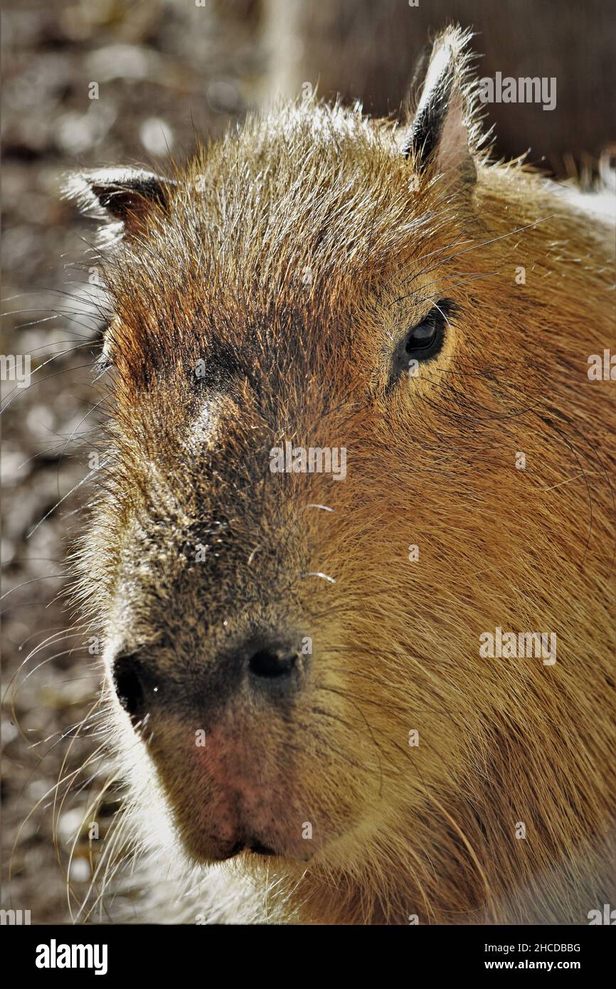 Capybara in the Sun, Close Up Stock Photo