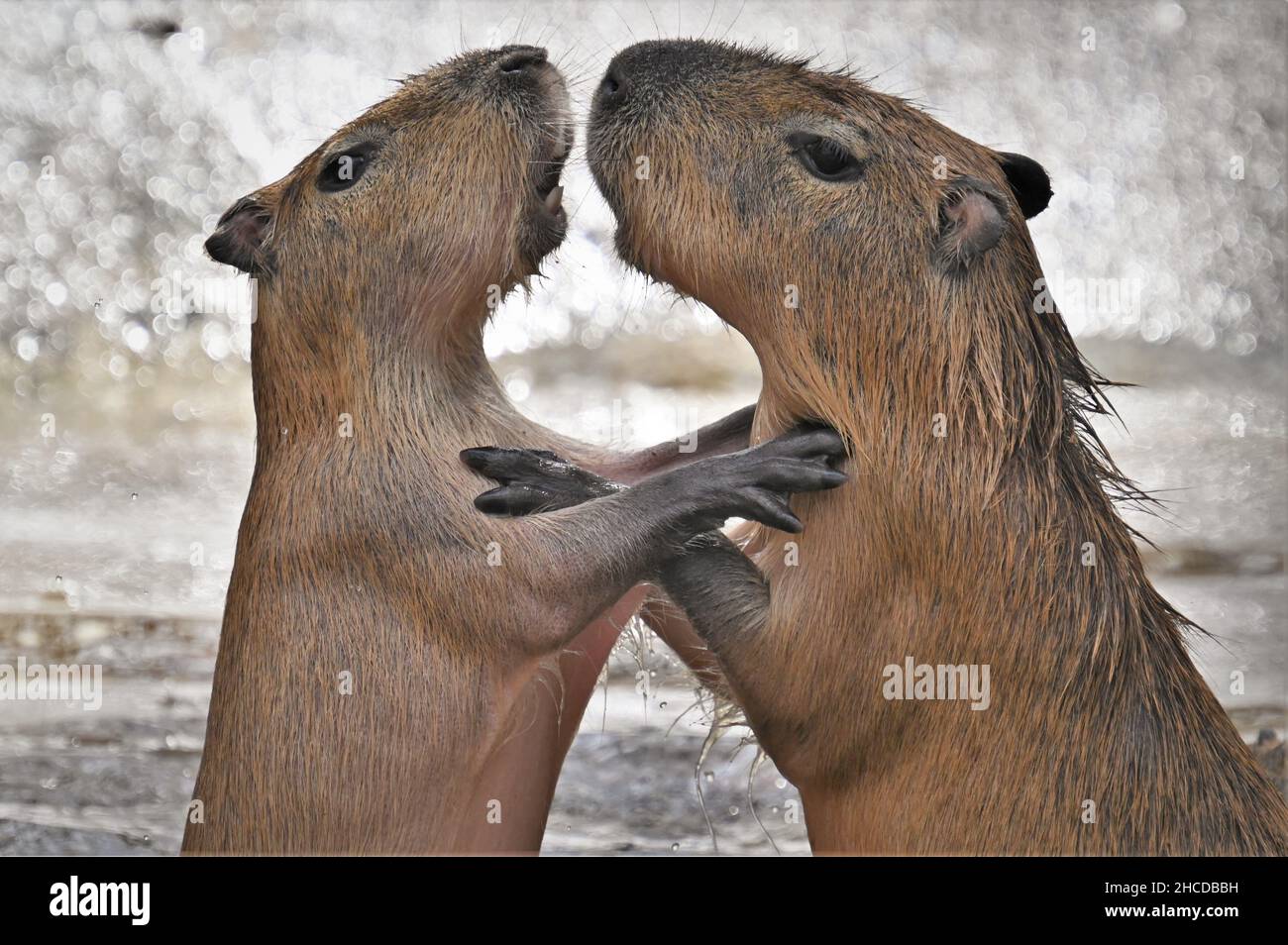 Capybara Couple Hugging in the Water Stock Photo