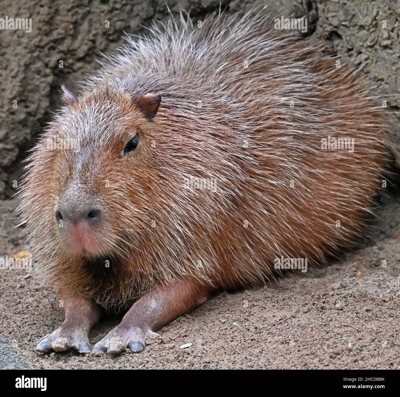 Capybara Sprawled in the Shade Stock Photo
