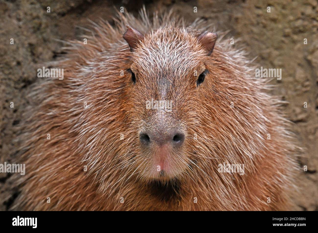 Capybara Face, Close Up Stock Photo