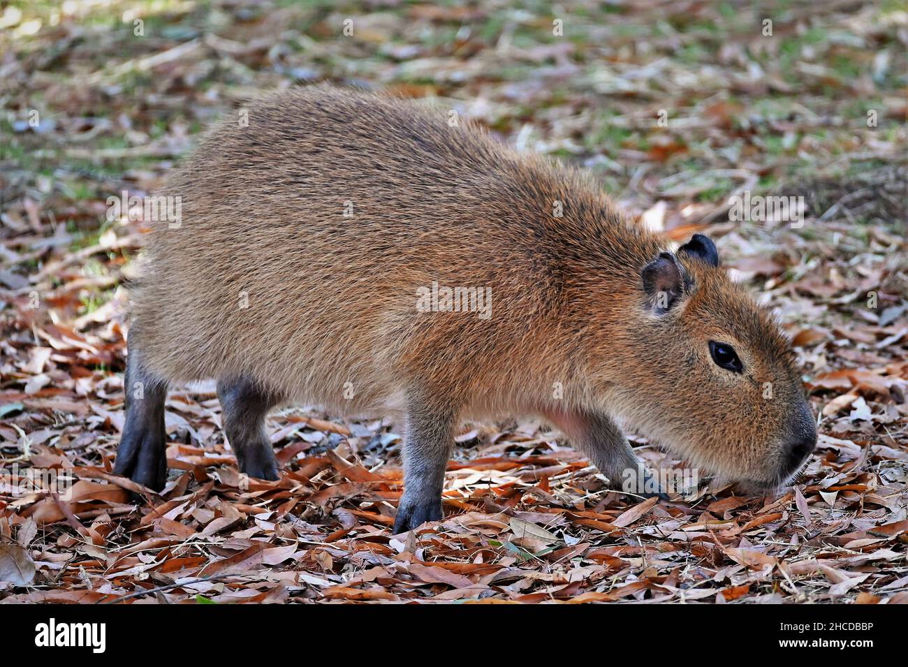 Young Capybara Searching for Food Stock Photo