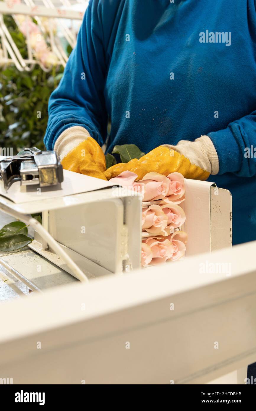 hand of a person protected with gloves while working packing a bouquet