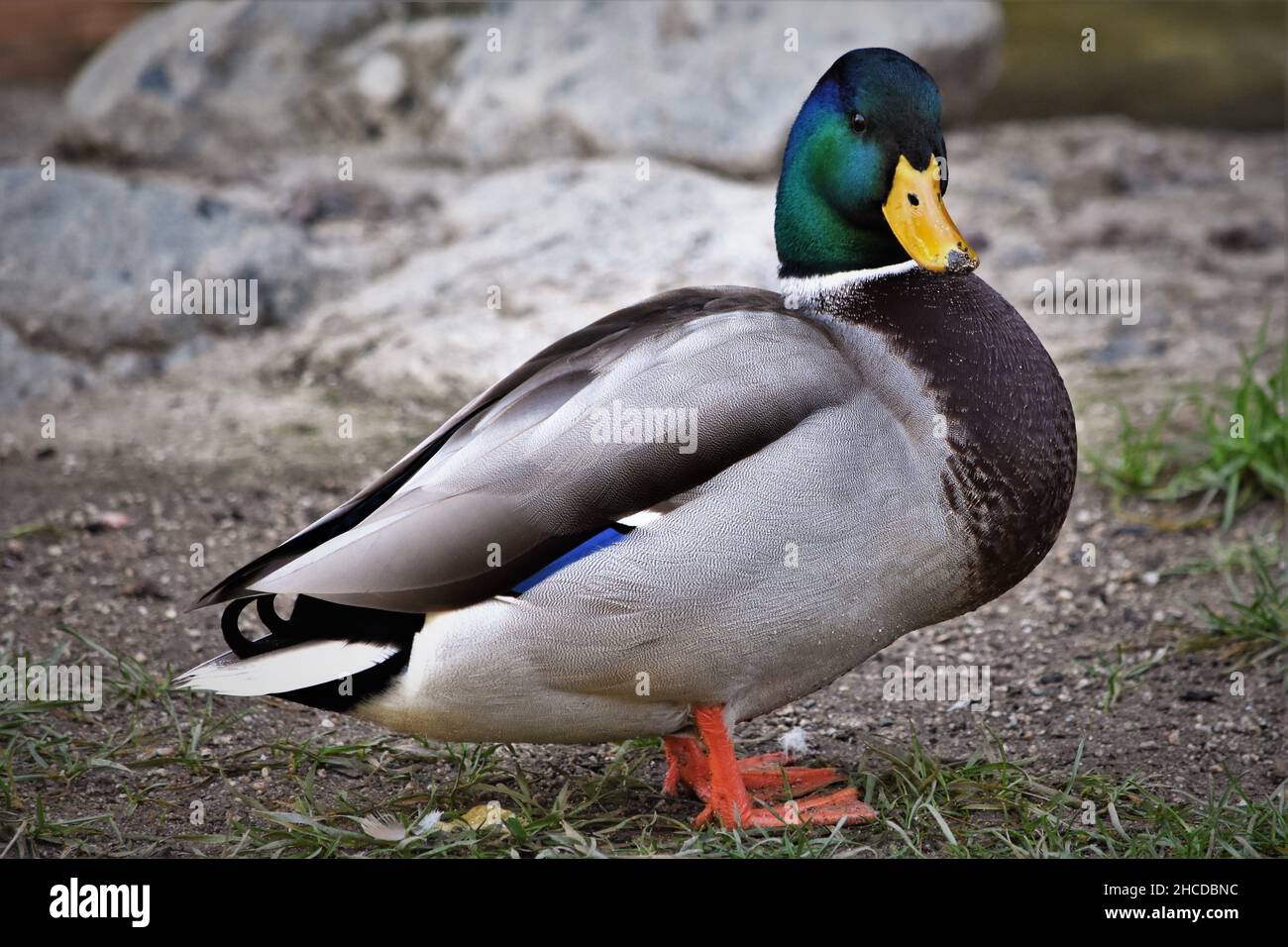 Mallard Duck Full Body, Watching Stock Photo Alamy