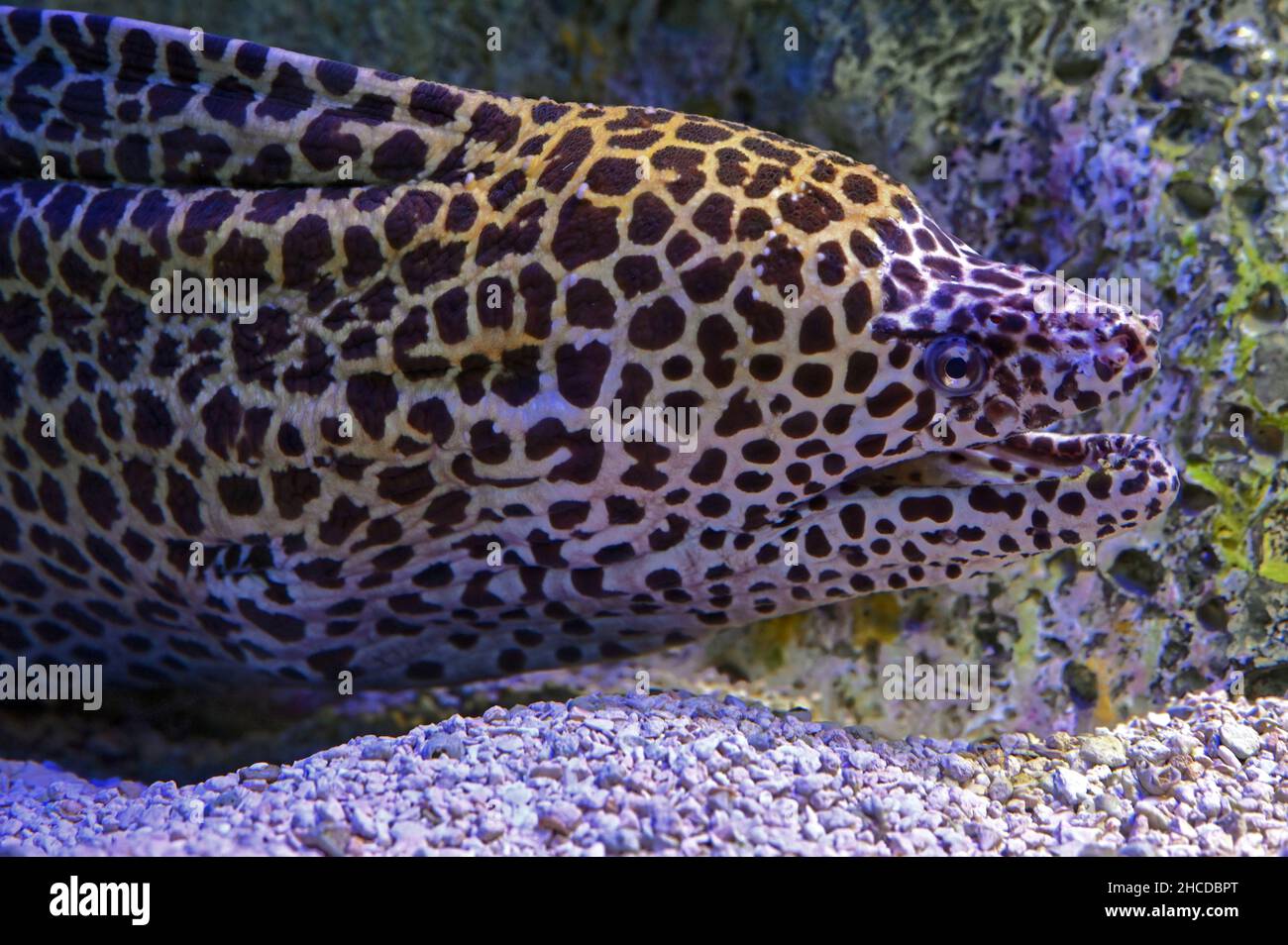Honeycomb Moray Eel, Open Mouth Stock Photo