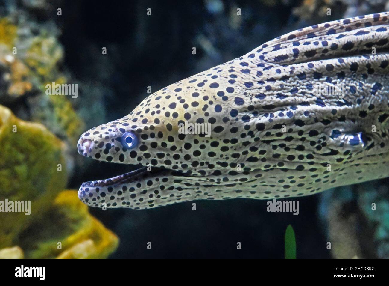 Honeycomb Moray Eel, Open Mouth Stock Photo