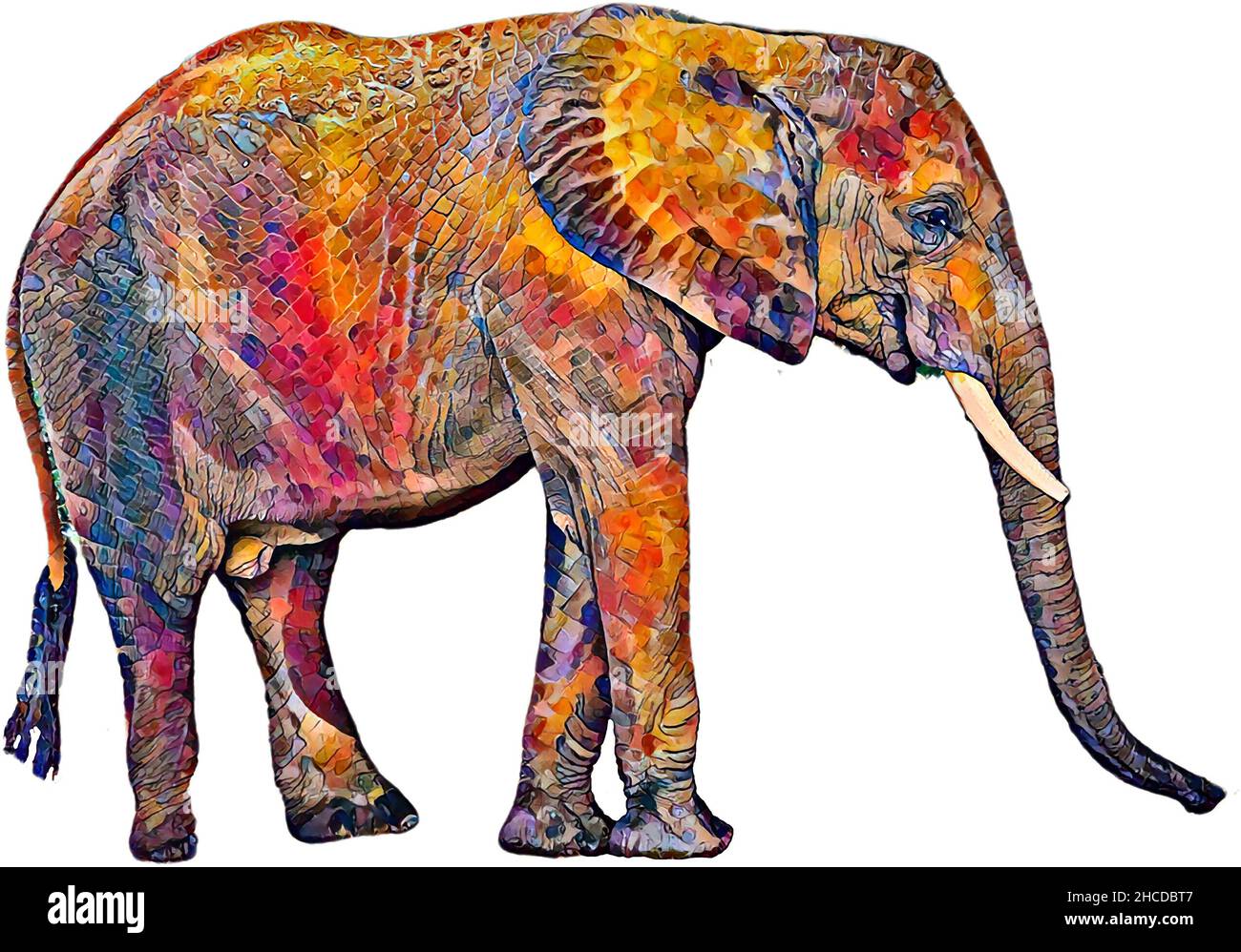 African Elephant Variations Stock Photo - Alamy