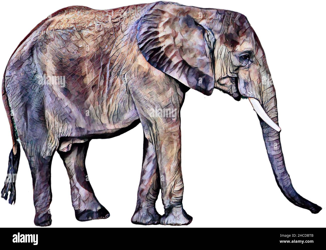 African Elephant Variations Stock Photo - Alamy