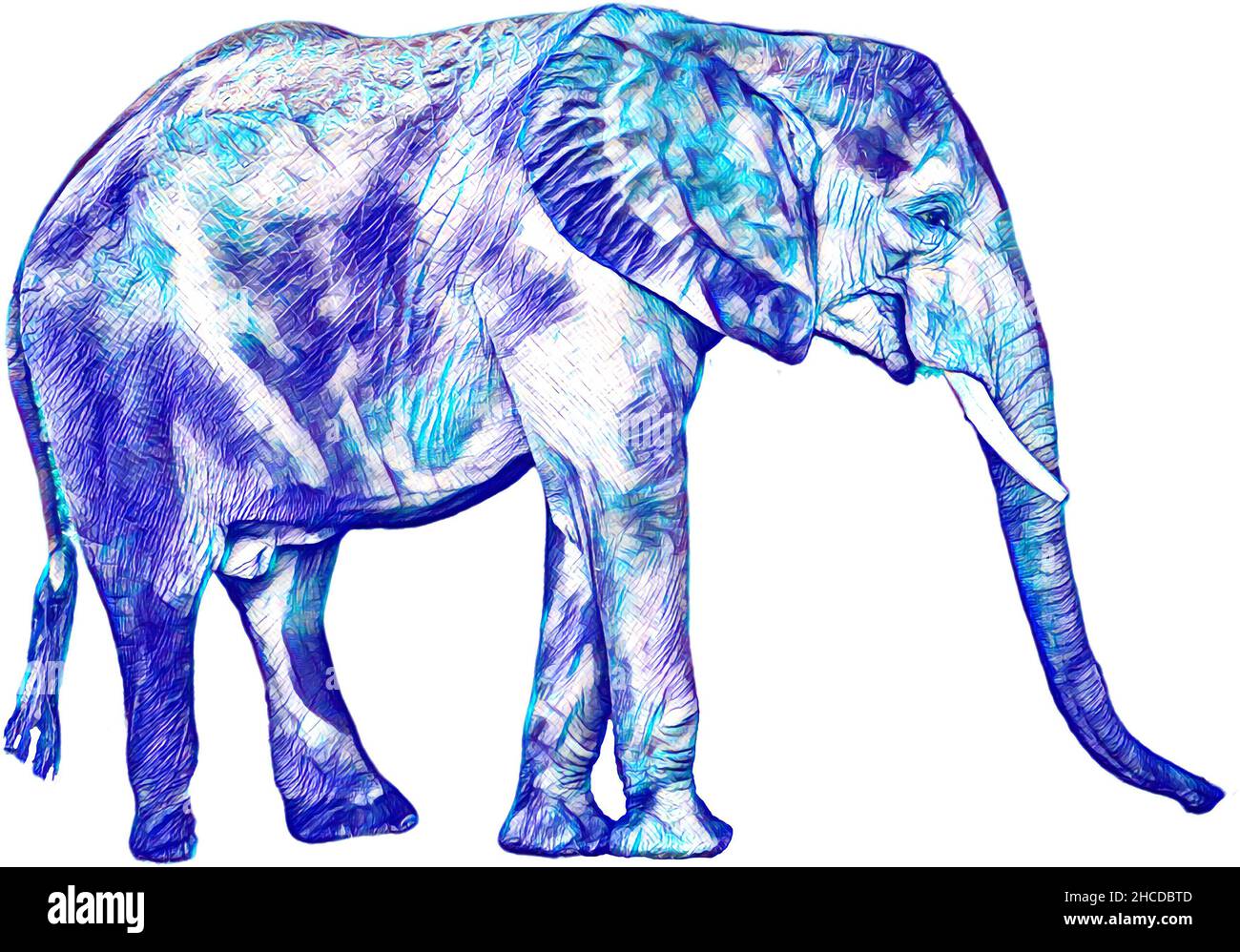 African Elephant Variations Stock Photo - Alamy