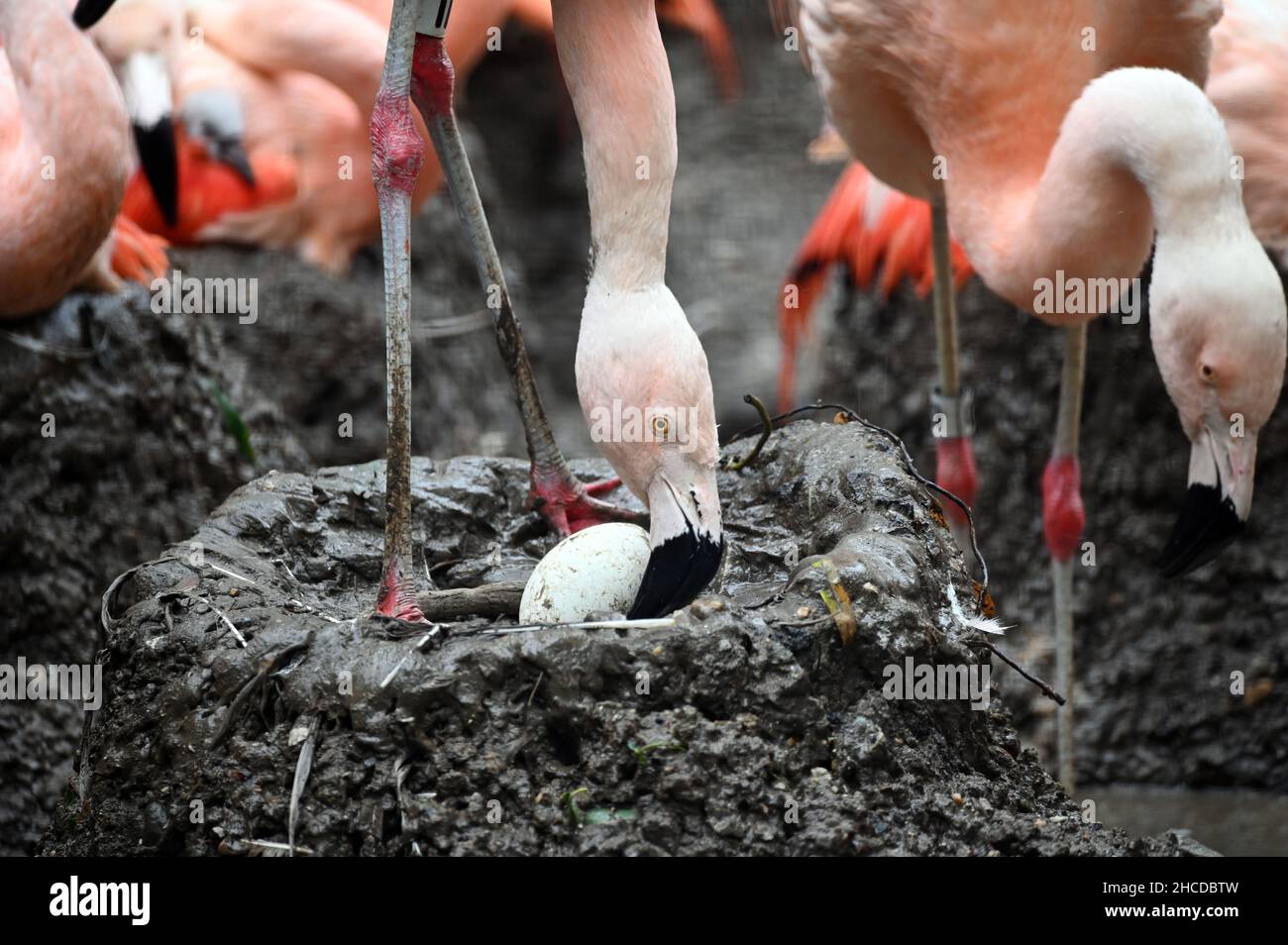 Flamingo egg hi-res stock photography and images - Alamy
