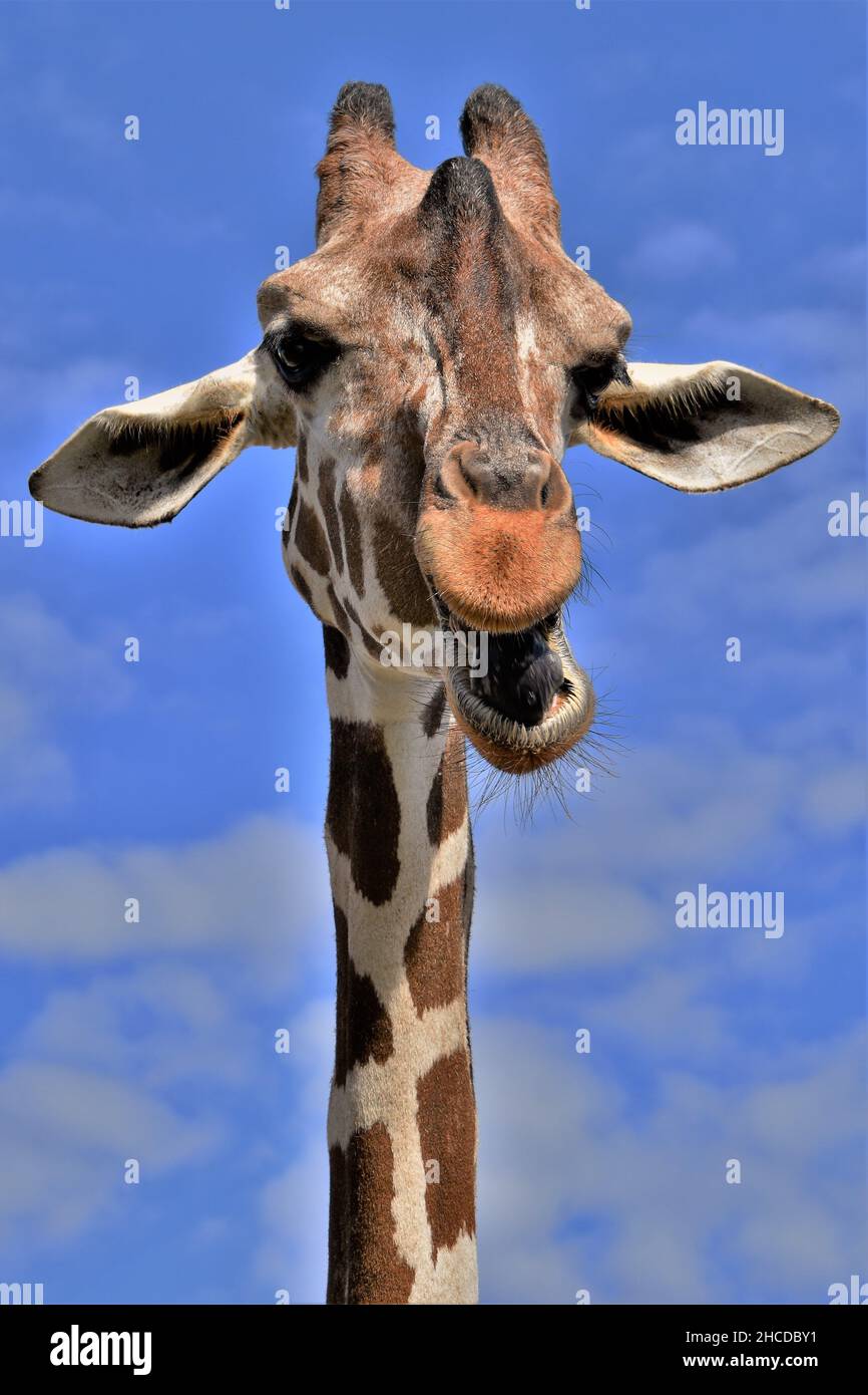 Reticulated Giraffe Face Close Up Stock Photo - Alamy