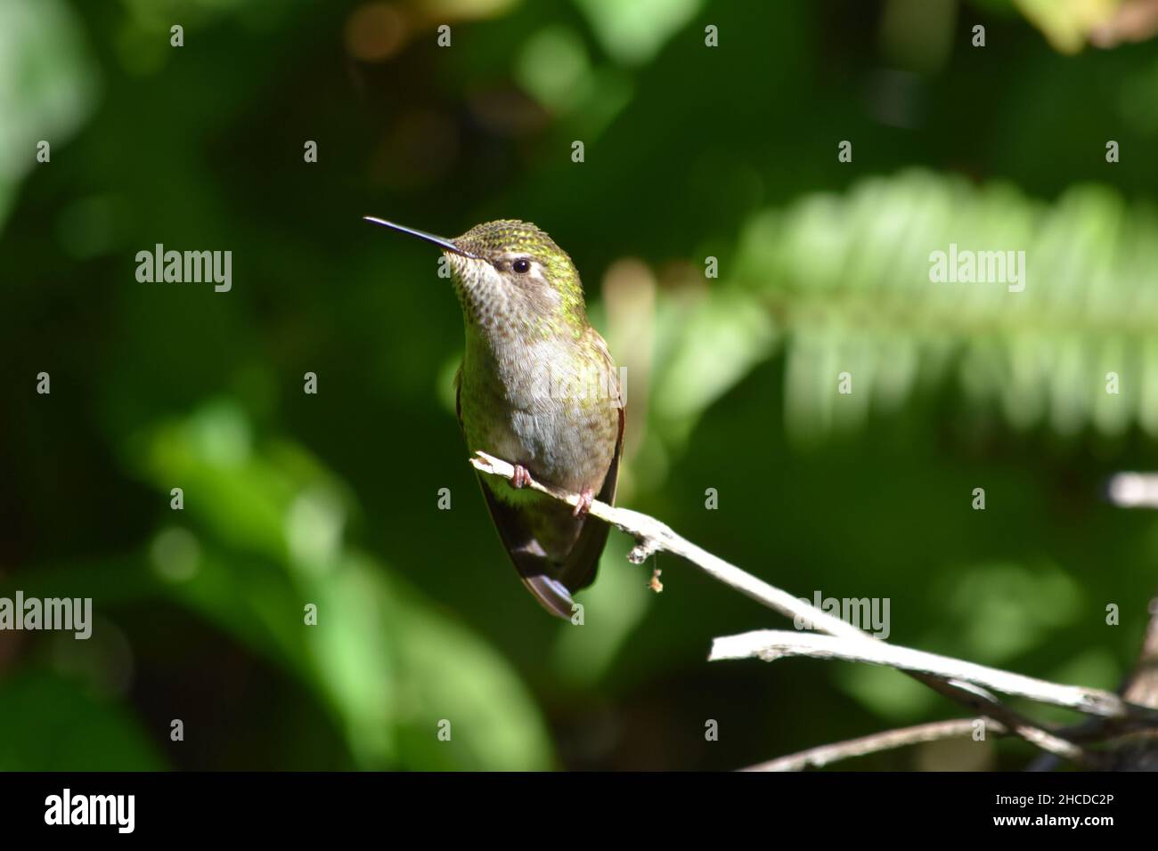 Green Anna's Hummingbird Perched on a Branch Stock Photo