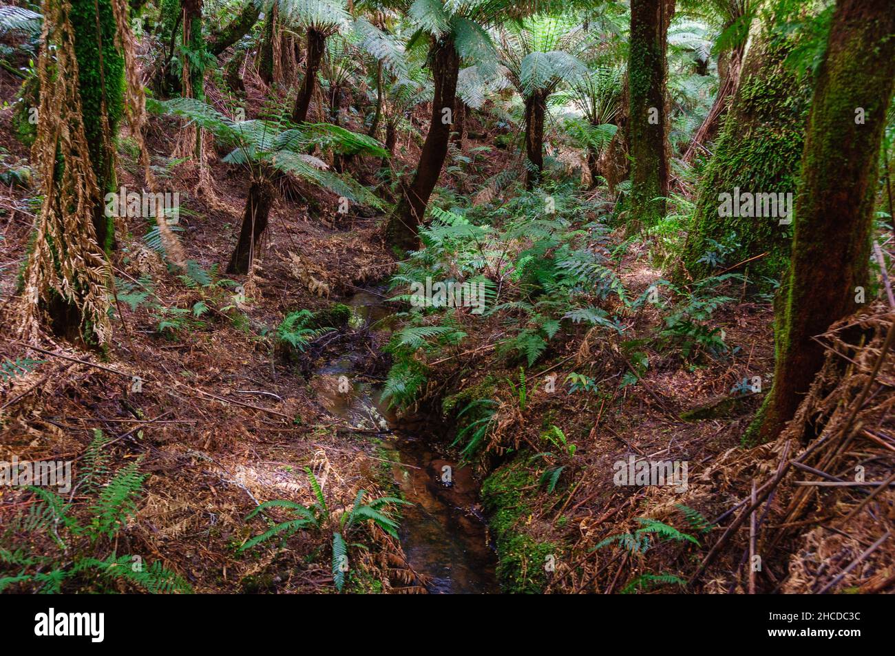 Lush vegetation along the Maits Rest Rainforest walk in the heart of the beautiful Otway Ranges - Apollo Bay, Victoria, Australia Stock Photo