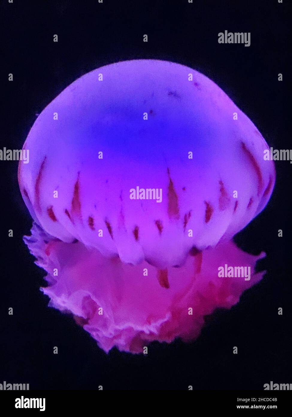 Purple Striped Jellyfish Close Up Stock Photo