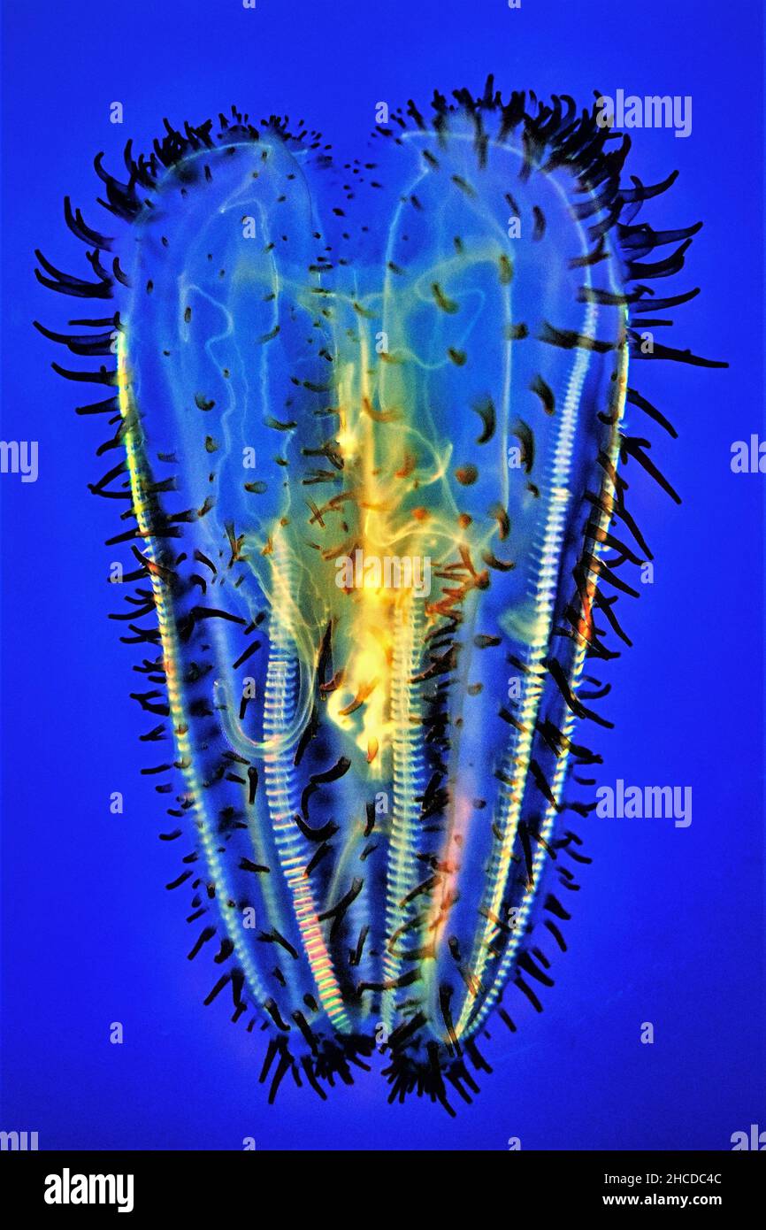Spotted Comb Jellyfish Close Up Stock Photo