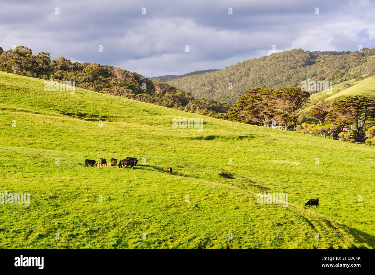 Grazing australia cattle hi-res stock photography and images - Alamy