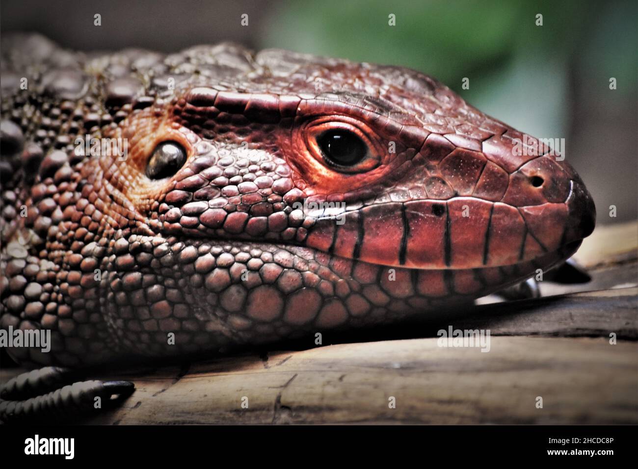 Red Caiman Lizard Face Close Up Stock Photo Alamy