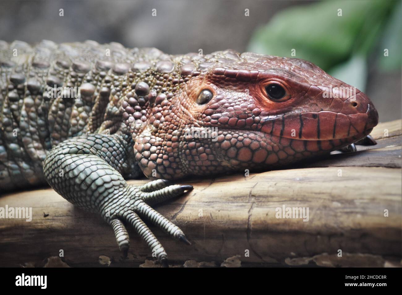 Red Caiman Lizard Face Close Up Stock Photo