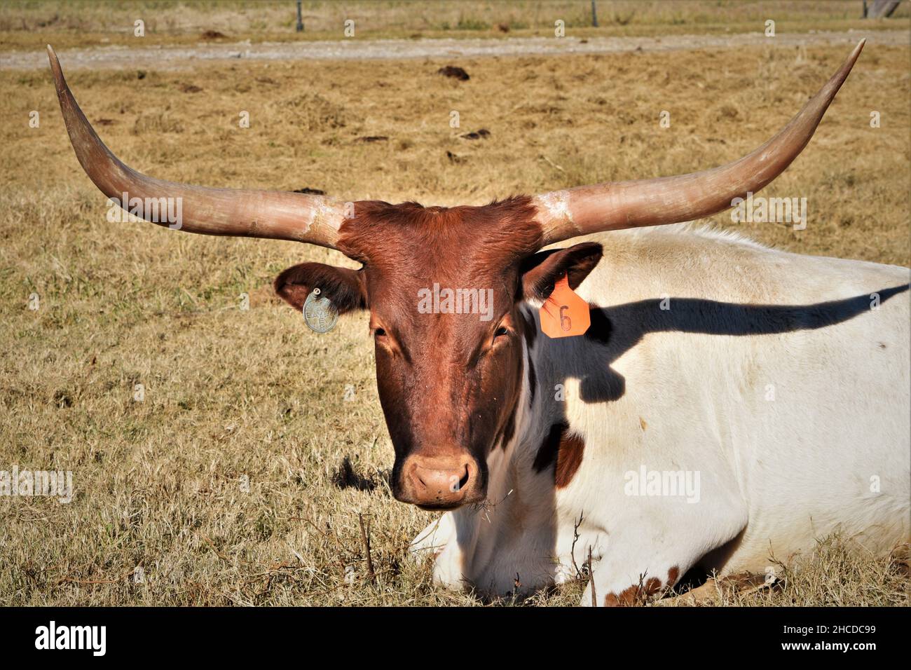 Brown and White Texas Longhorn Lying in the Sun Stock Photo