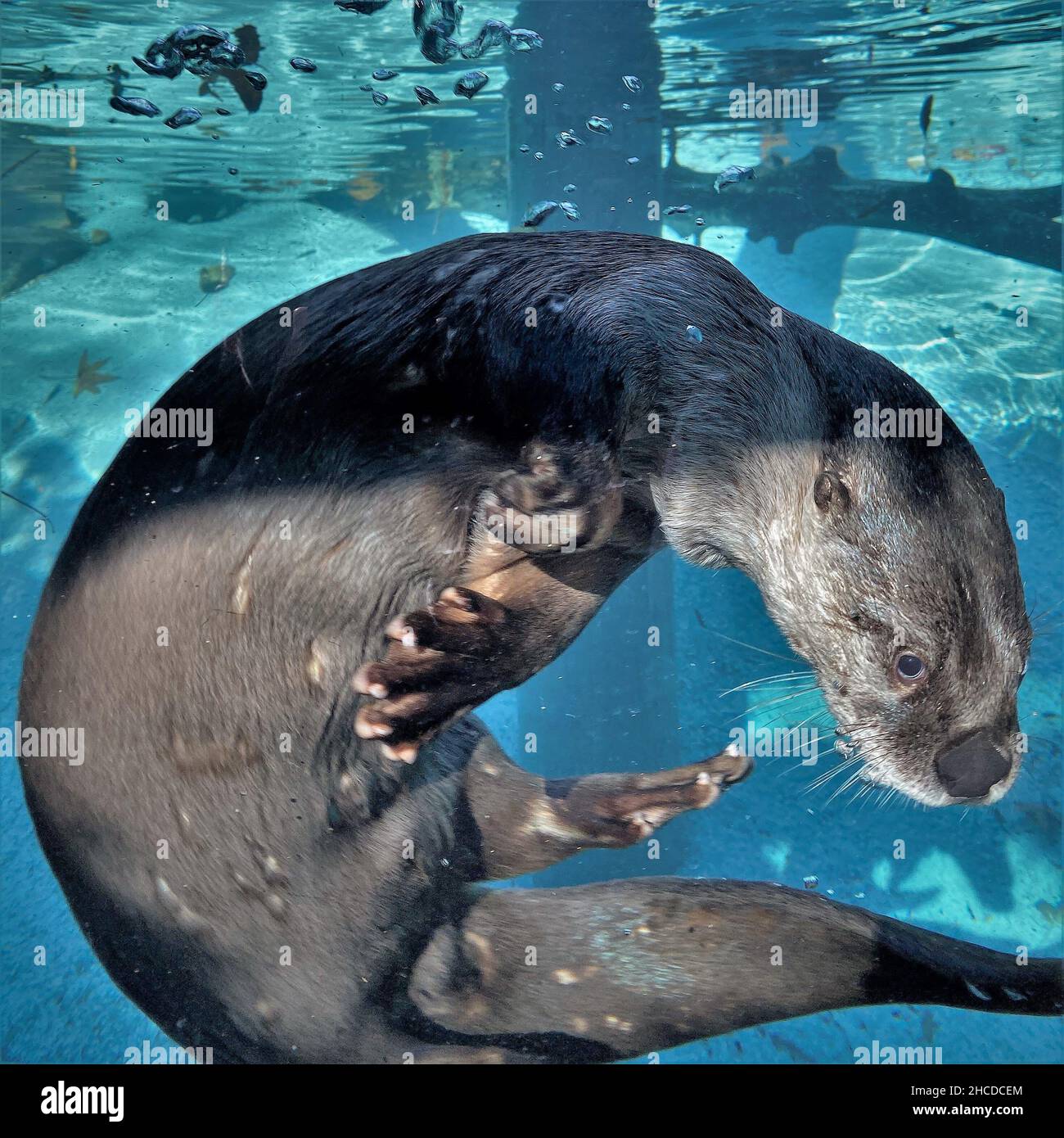 River Otters Swimming