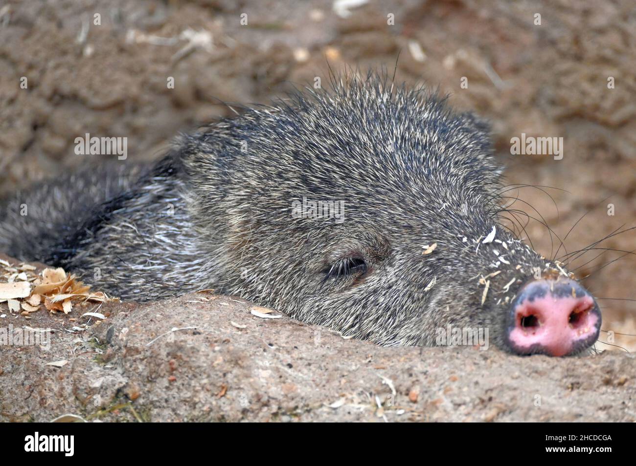 Collared Peccary Lying in Hole, Close Up Stock Photo