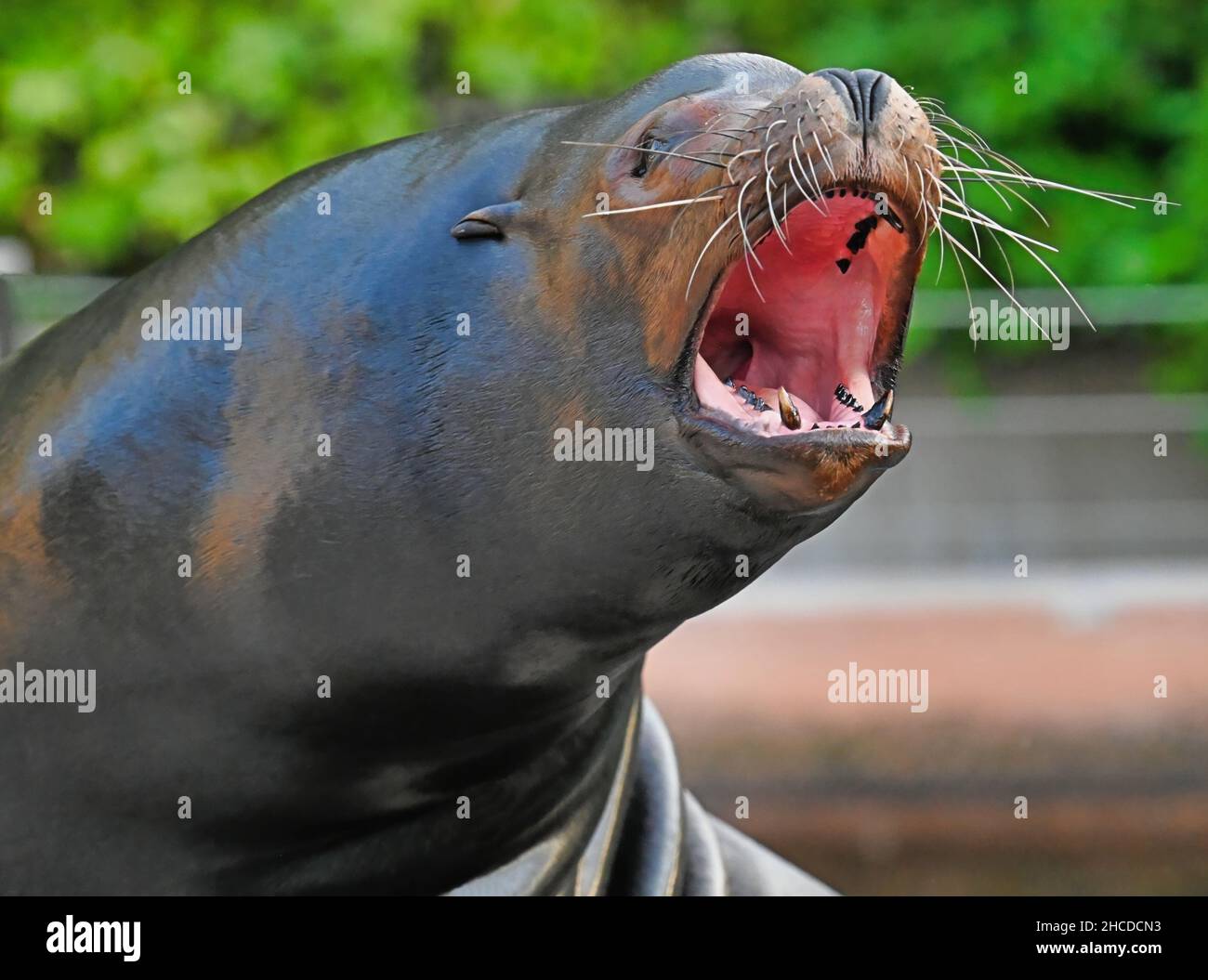 California Sea Lion Barking at Friends Stock Photo Alamy