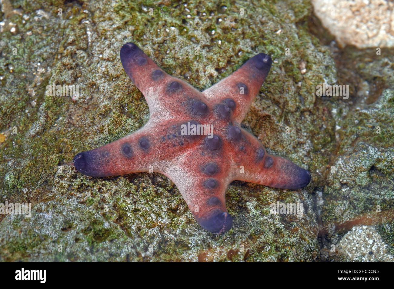 Chocolate Chip Sea Star on a Rock Stock Photo