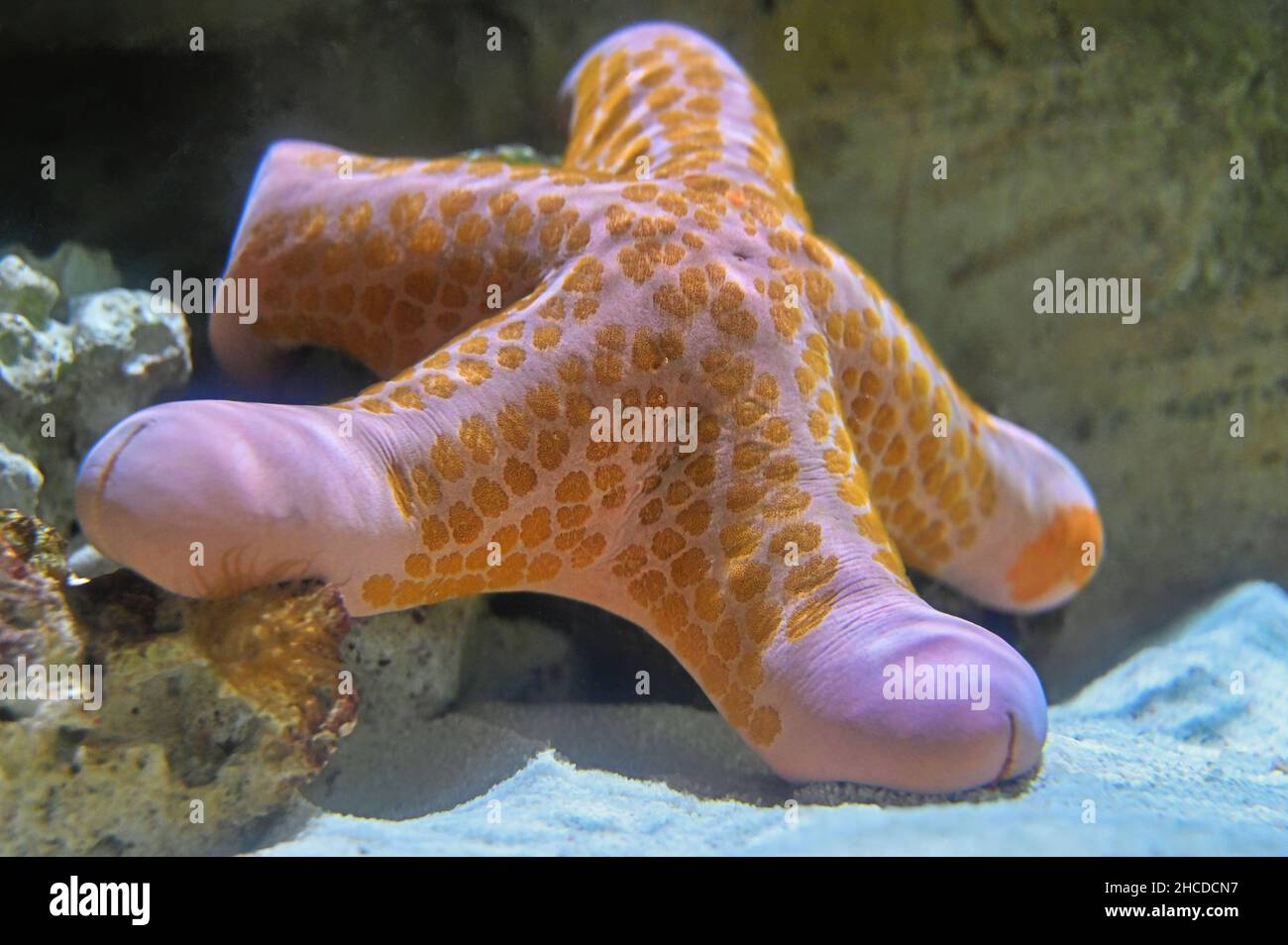 Granulated Sea Star on a Rock and Sand Stock Photo