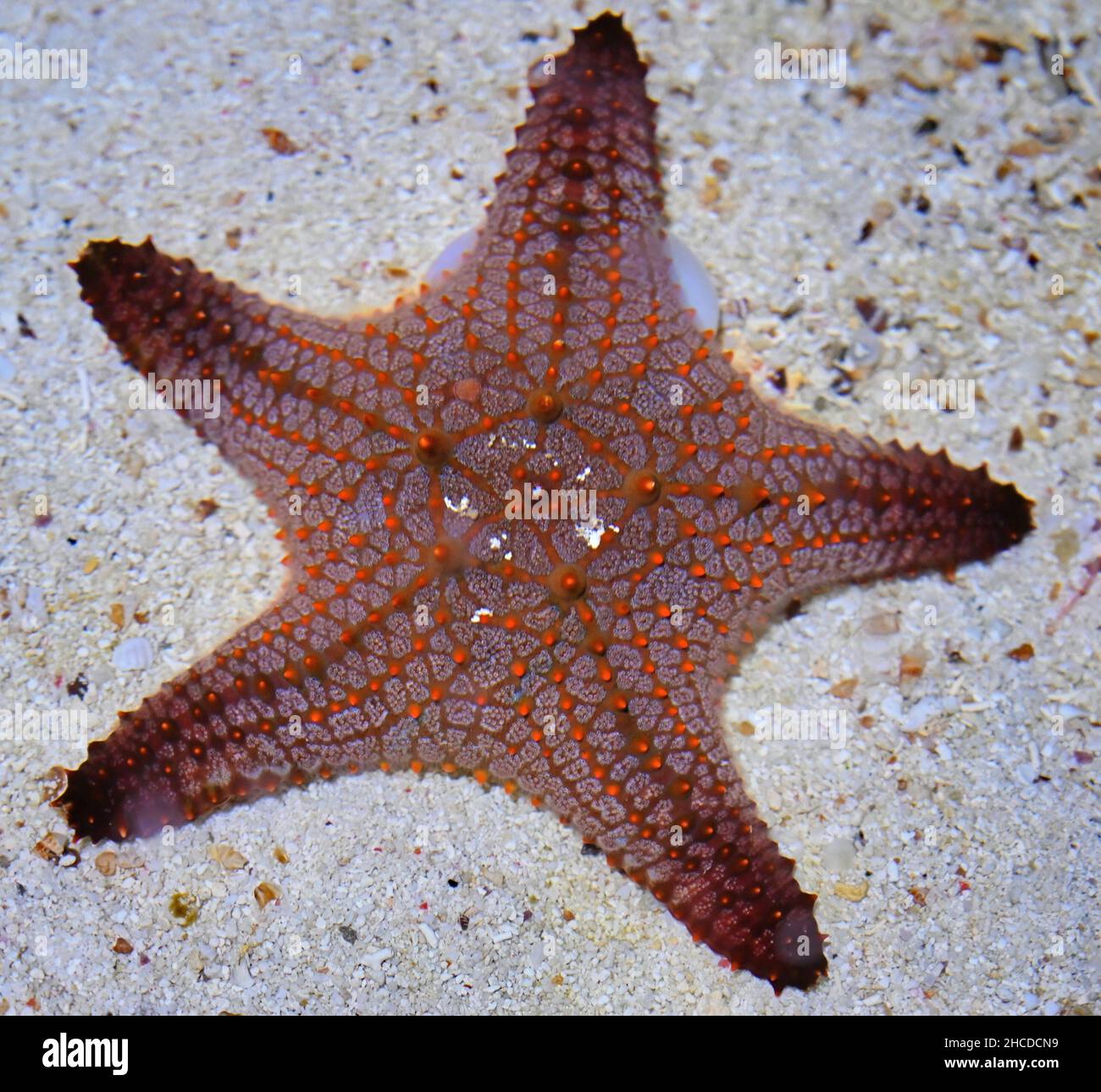 Indian Sea Star Spread on Sand Stock Photo
