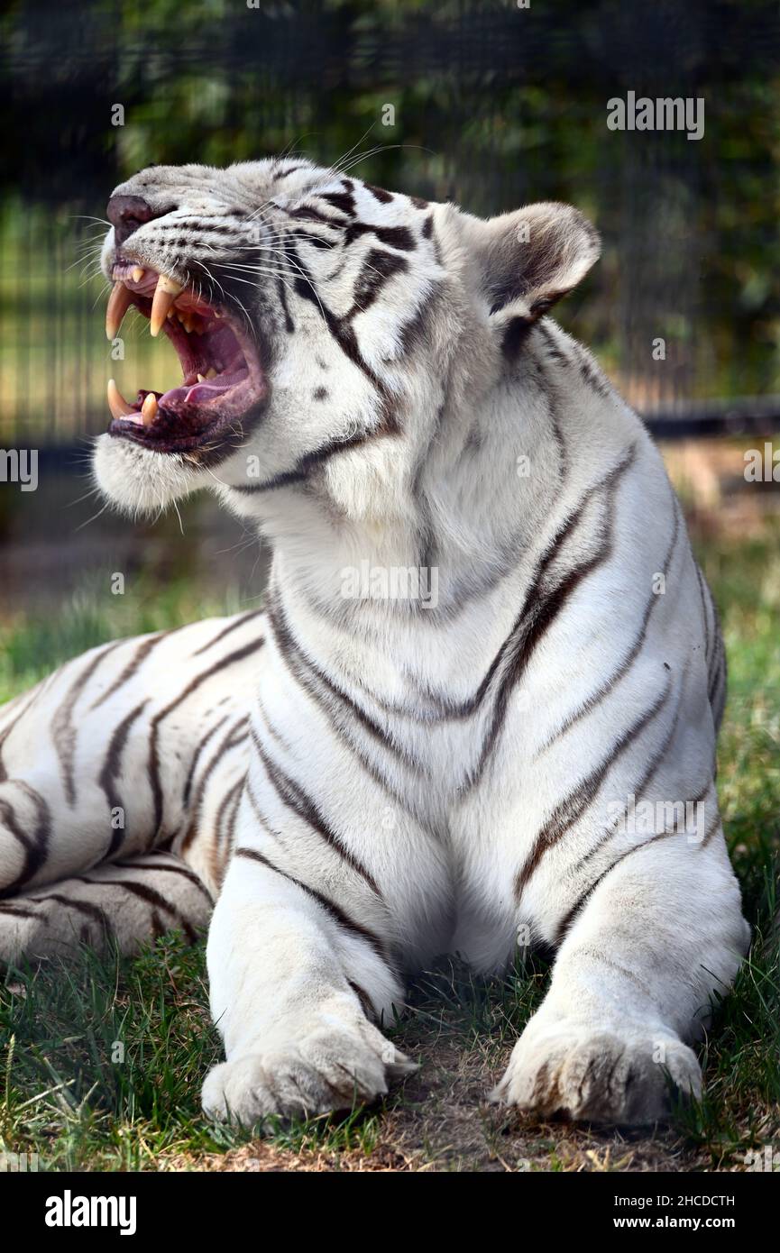 White Tiger Lying and Growling Stock Photo