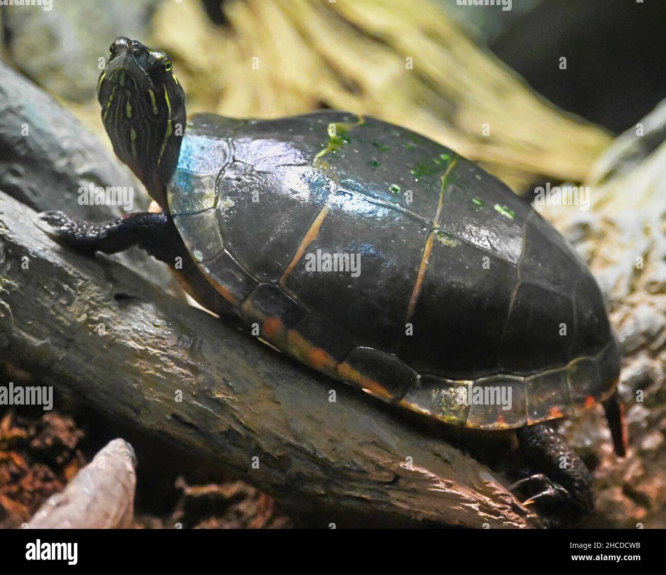 Eastern Painted Turtle Out of Water, Watching Stock Photo Alamy