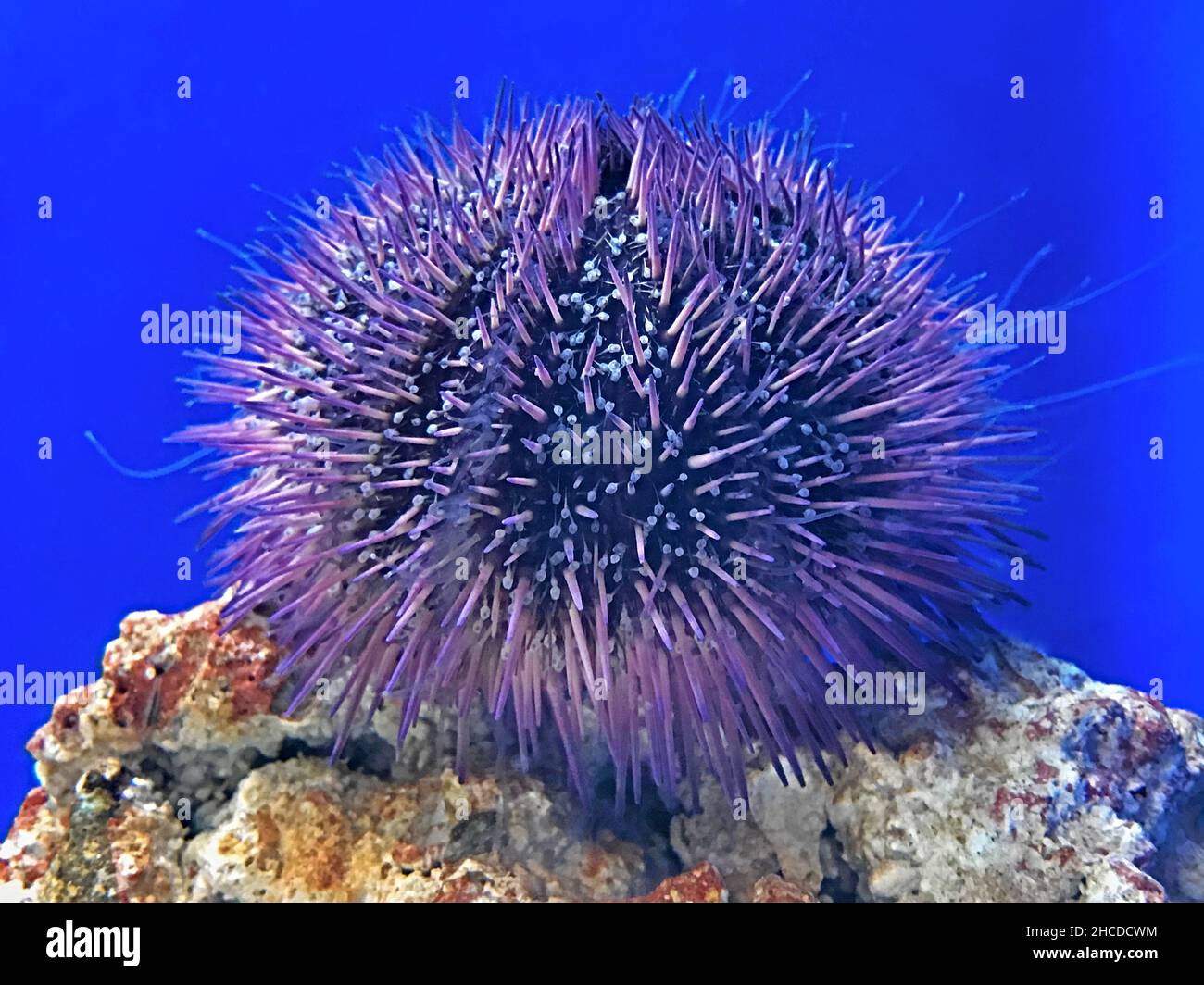 Tube feet urchin hires stock photography and images Alamy