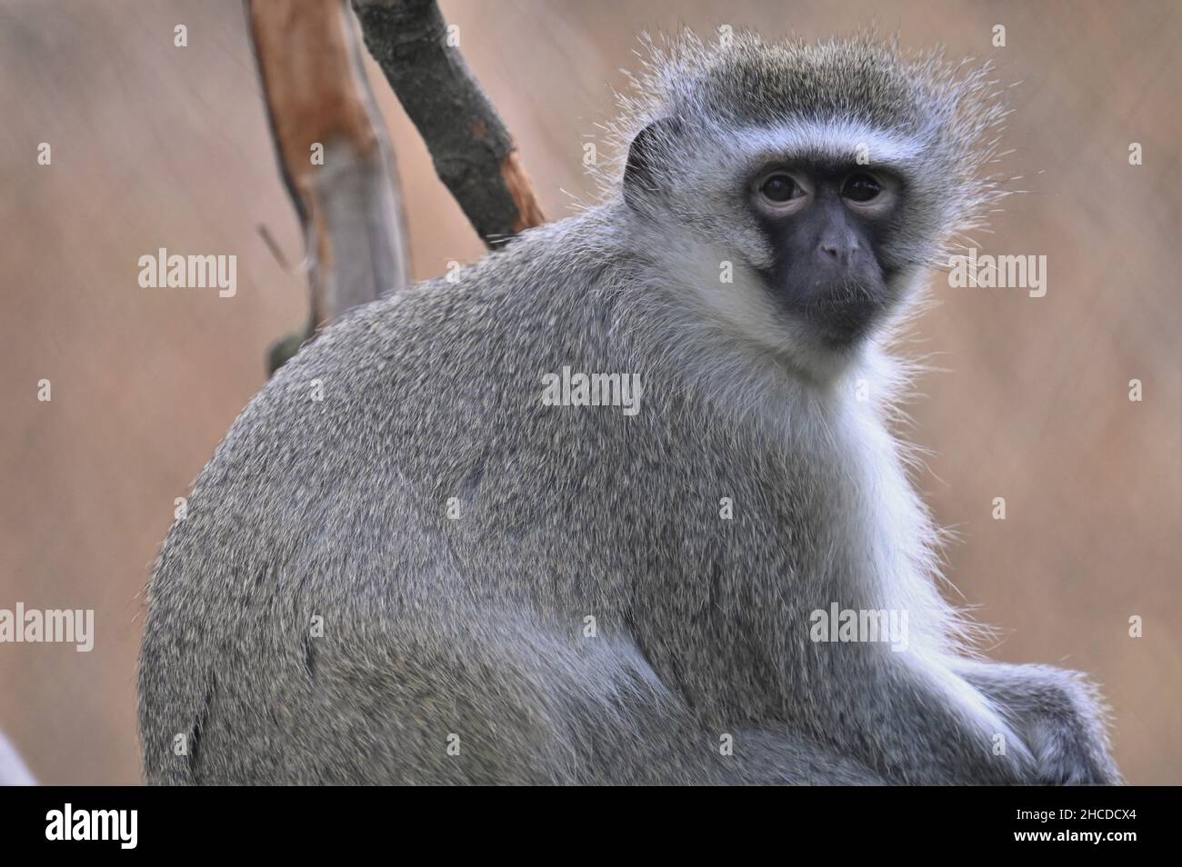 Vervet Monkey Sitting and Watching Stock Photo