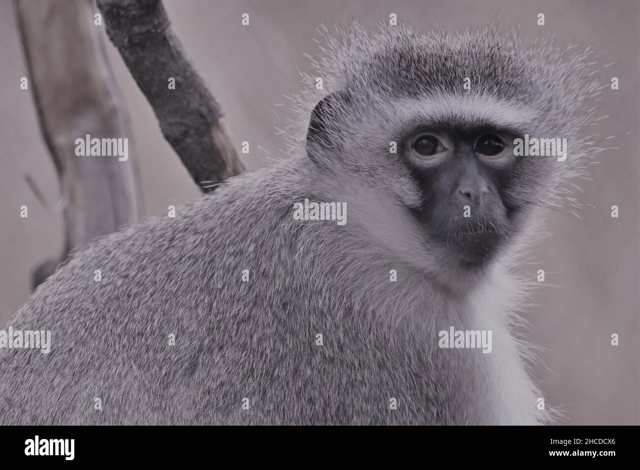 Vervet Monkey Sitting and Watching Stock Photo