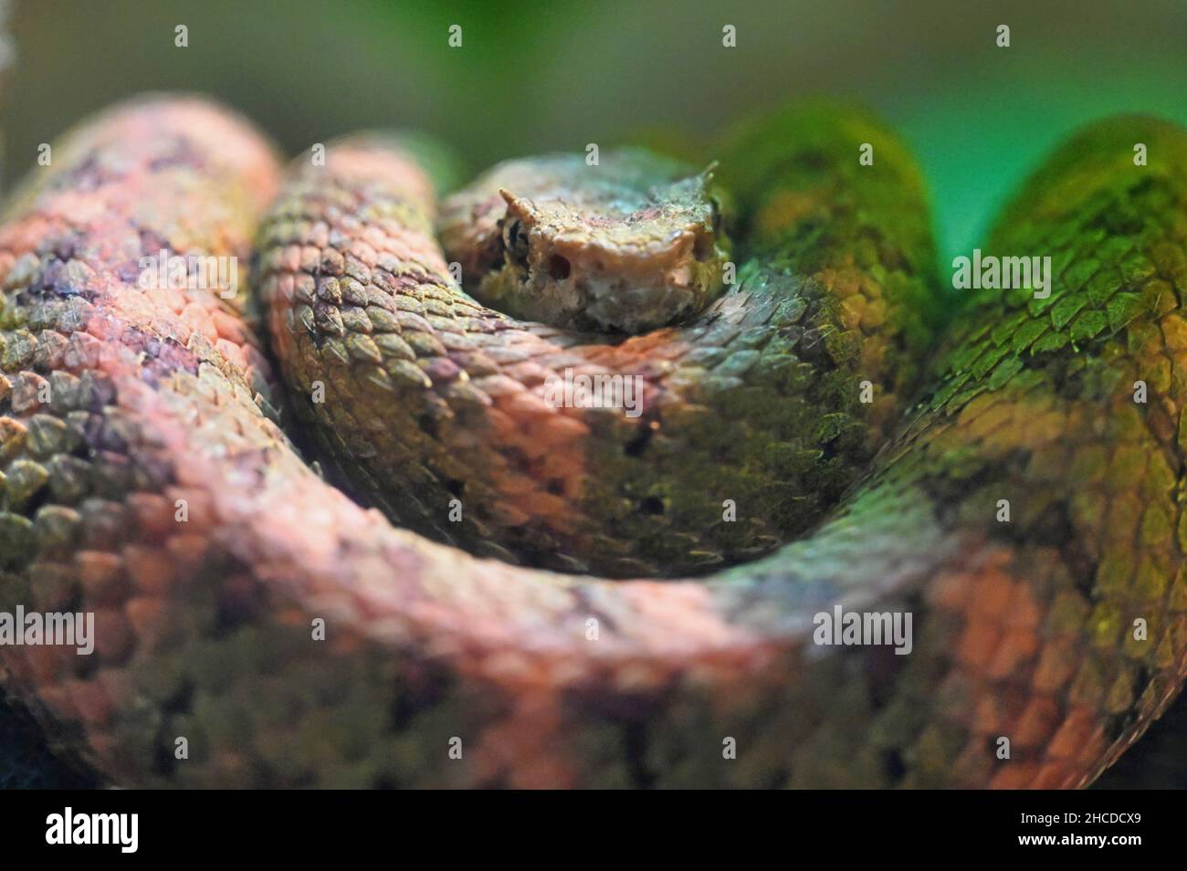 Eyelash Palm Pit Viper Face Close Up Stock Photo