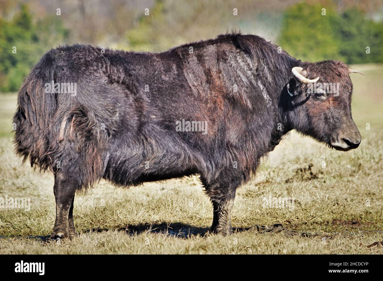 Domestic Yak Standing in a Field Stock Photo - Alamy