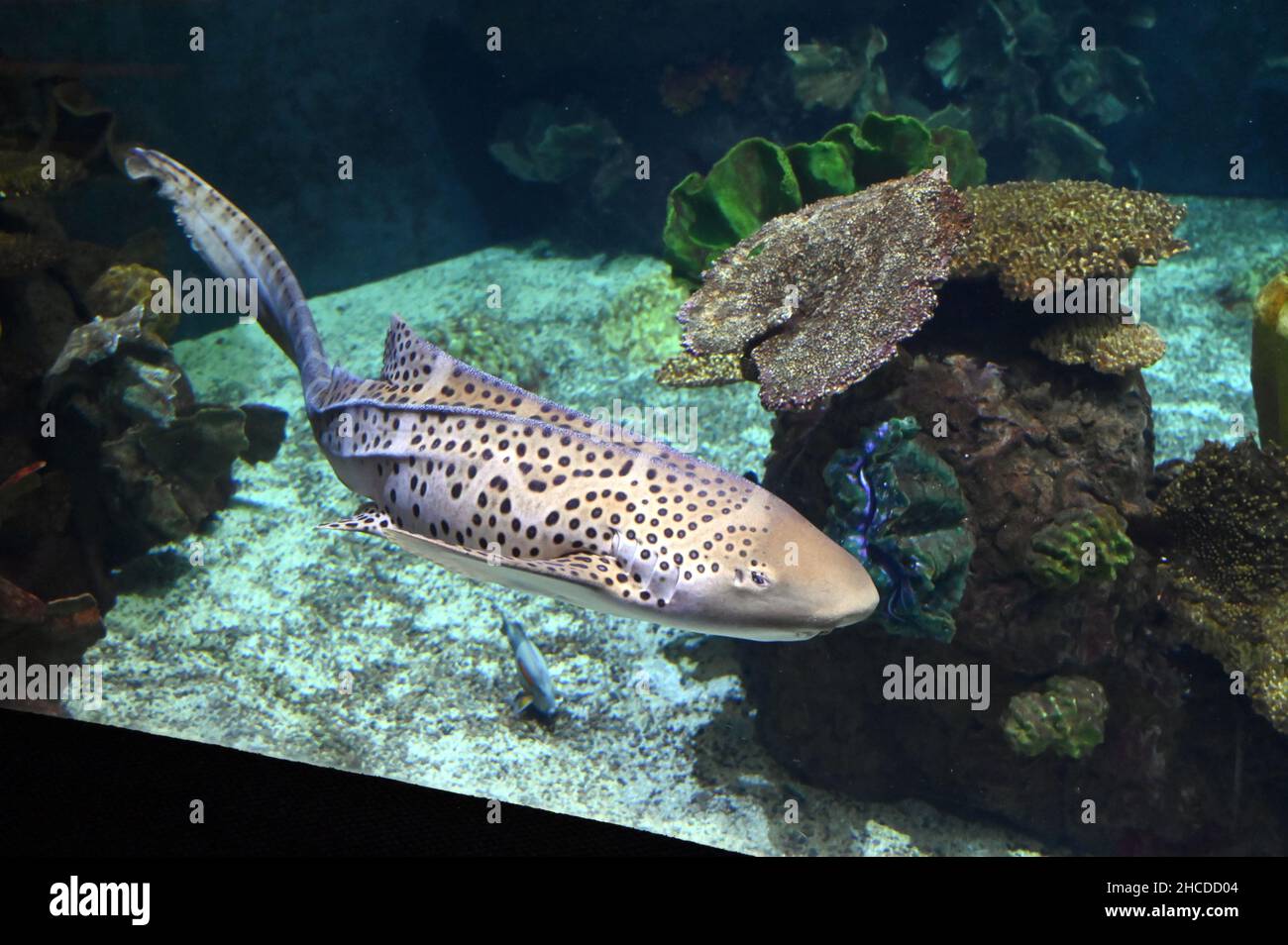 Zebra Shark Swimming Near the Bottom Stock Photo Alamy