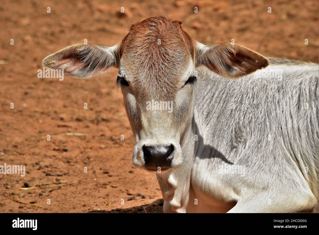 Zebu Cow Face Close Up Stock Photo Alamy