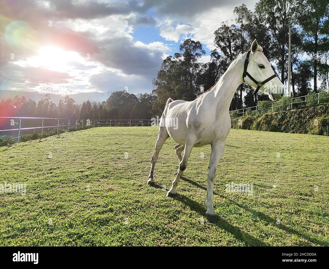 White horse running in a corral in the field at sunset Stock Photo