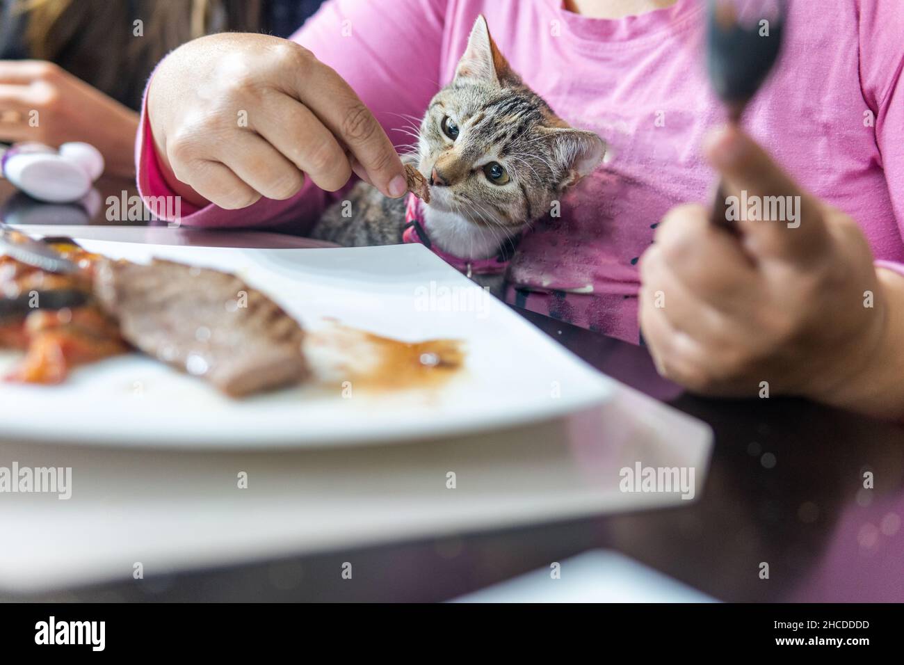 unrecognizable woman sharing her food at the table with a cat Stock Photo