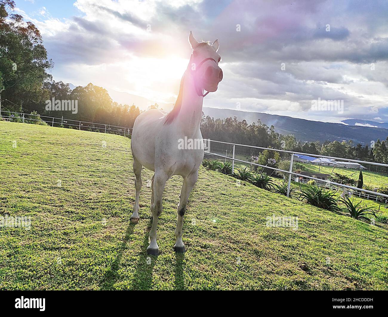 domestic horse in a sunset in the field Stock Photo