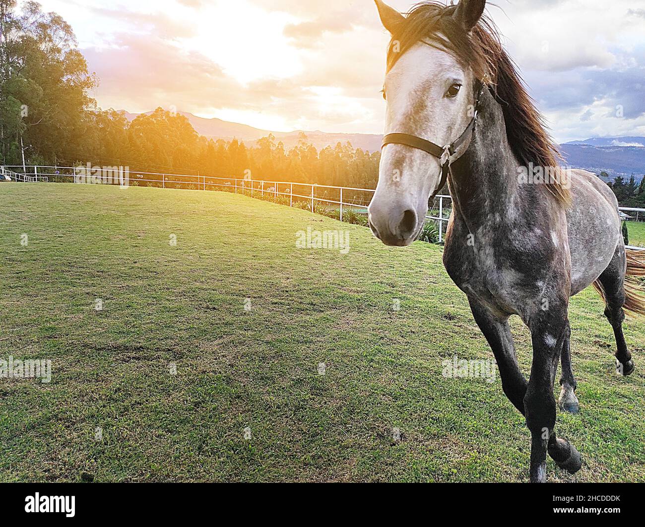 horse in front of the sun in a sunset in the field Stock Photo