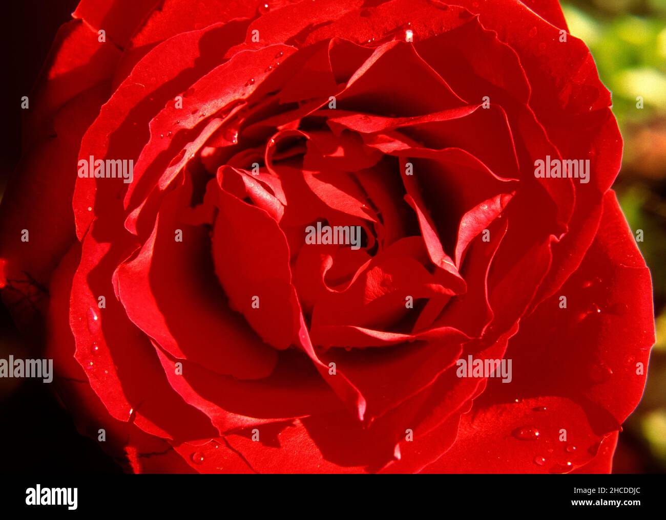 Red Rose Close Up Stock Photo
