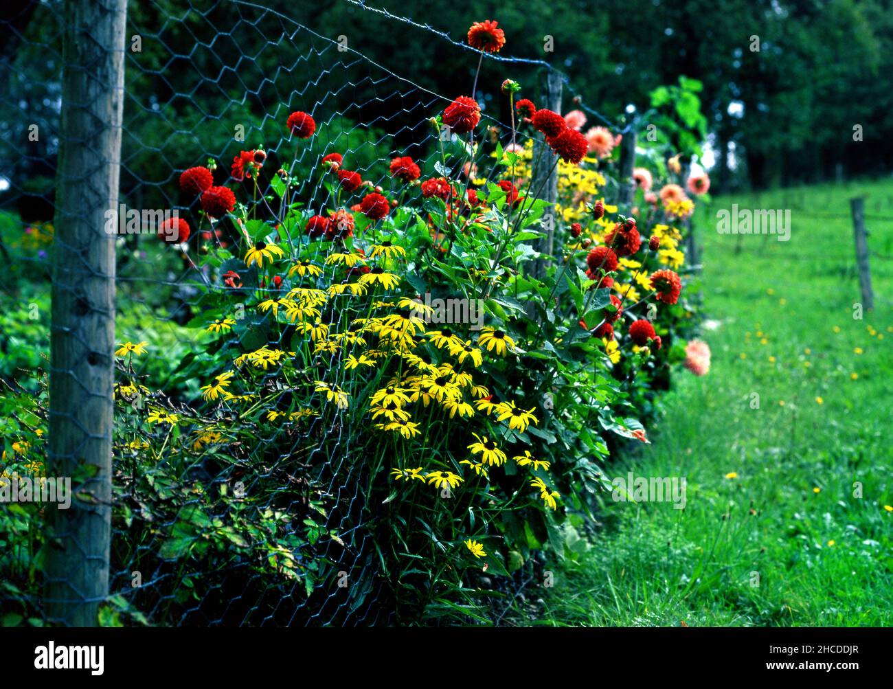 Flowers along fence, Chiemgau, Bavaria, Germany Stock Photo - Alamy