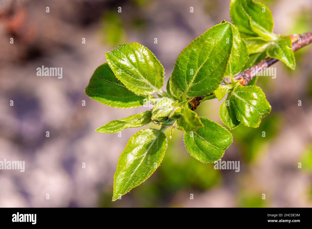 spring care of apple tree, time of feeding and protecting young shoots before bud formation, selective focus Stock Photo