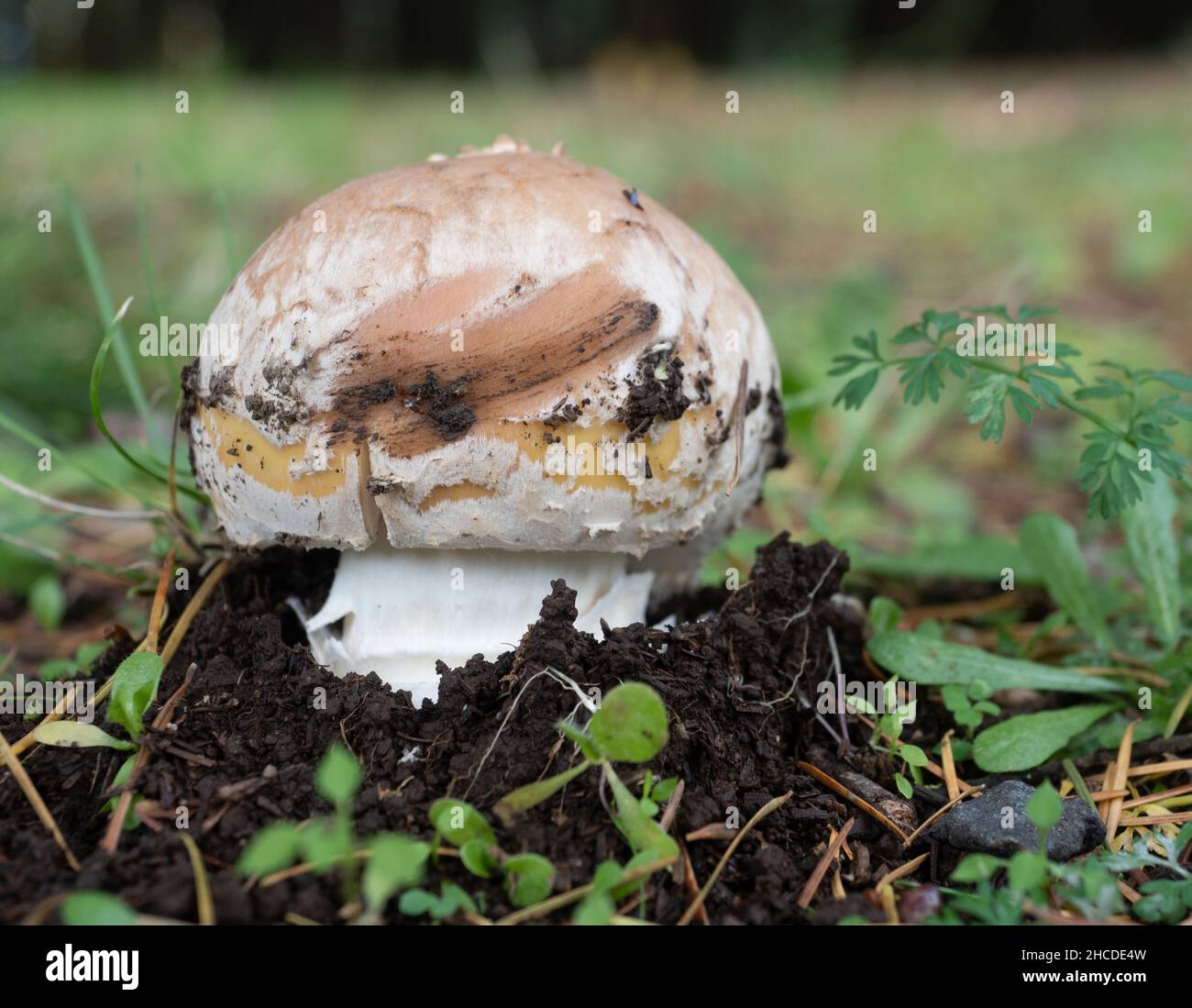 Close up of a Western Pine Mushroom emerging from dark brown soil with the mushroom's cap dirty and damaged. Photographed at eye level with a shallow Stock Photo