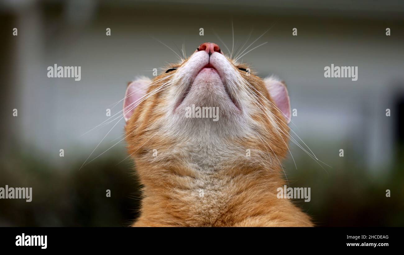 An orange tabby cat looking up at the sky Stock Photo - Alamy