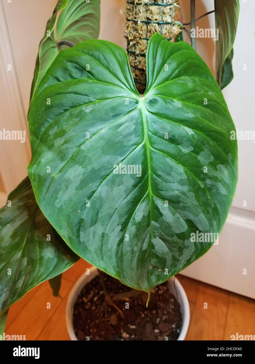 Close up of the beautiful green and silver leaf of Philodendron Majestic Stock Photo