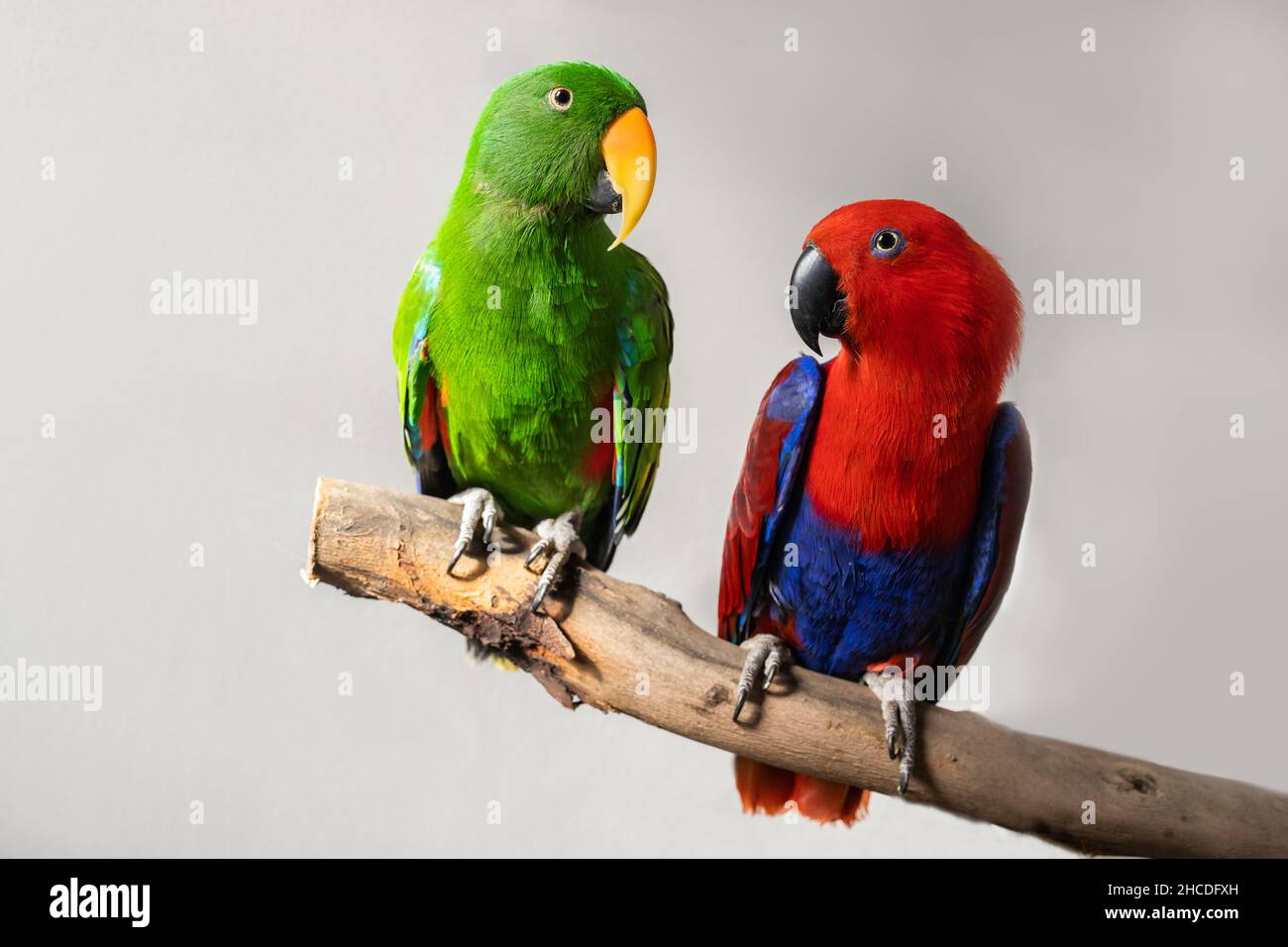 shallow depth of field photo of captive bred pet sexually dimorphic Eclectus roratus parrots sitting on a branch, one is male green eclectus parrot th Stock Photo