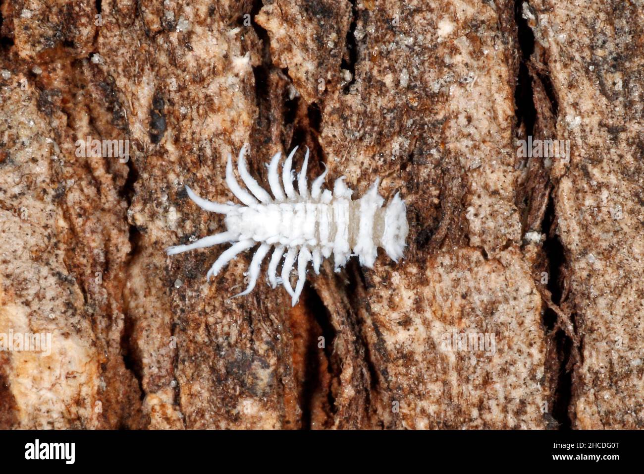 White Predatory Ladybird Larvae of the Mealybug Ladybird, Cryptolaemus montrouzieri.This is disguised and protected by a woolly coat of wax filaments Stock Photo